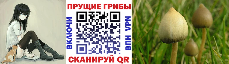 Псилоцибиновые грибы Magic Shrooms  Купить где  Мценск 